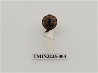 藏品(大突肩瓢蟲)的圖片